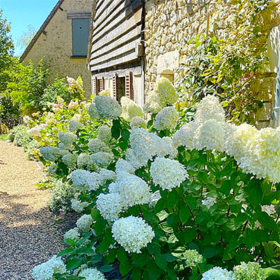 Prenez vos petits déjeuners et repas au soleil, entouré d’hydrangeas blancs à Nocé-en-Perche